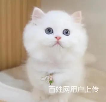 哪里有卖拿破仑的多少钱 矮脚猫长毛猫包纯种健康 - 图片 4