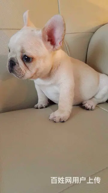 极品法国斗牛犬出售 自家繁殖保养活 质保健康90天 - 图片 2