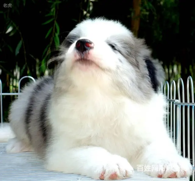 出售   高品质边牧宝宝【益帆边境犬舍】 - 图片 8