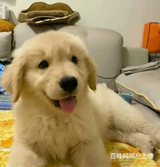 【搞定了！】个人出售金毛幼犬 - 图片
