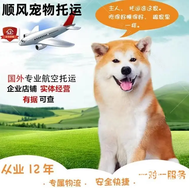 渑池宠物托运（猫狗柴犬）（全国活体运输）一对一上门接 全程视 - 图片 2