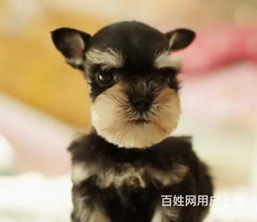 天门哪有繁殖雪纳瑞幼犬的，雪纳瑞幼犬多少钱一只 - 图片 6