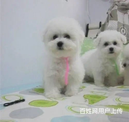出售纯种比熊犬幼犬 棉花糖宝宝 北京法国比熊犬 - 图片 4