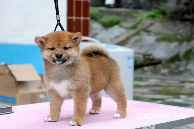 高品质柴犬萌宠 基地直销 保纯种健康 欢迎实地挑选 - 图片 4