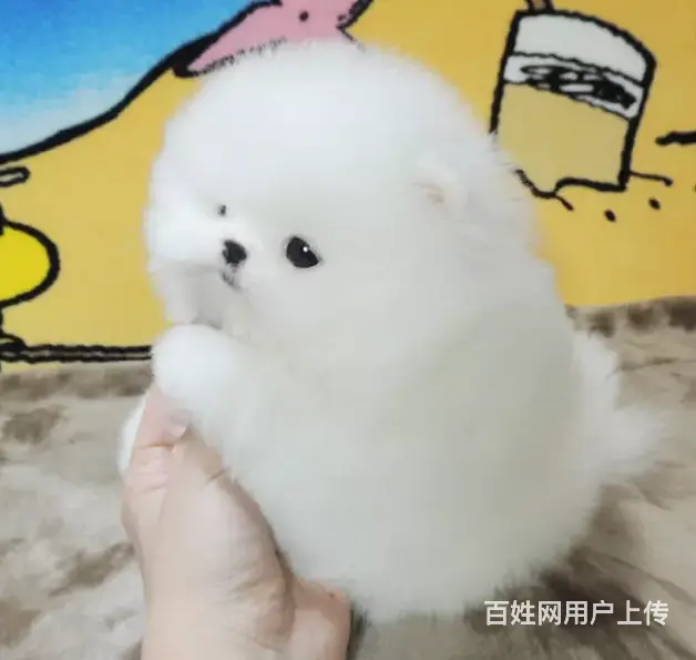 邢台比熊怎么卖 纯种比熊 家养比熊 疫苗齐全 - 图片 5