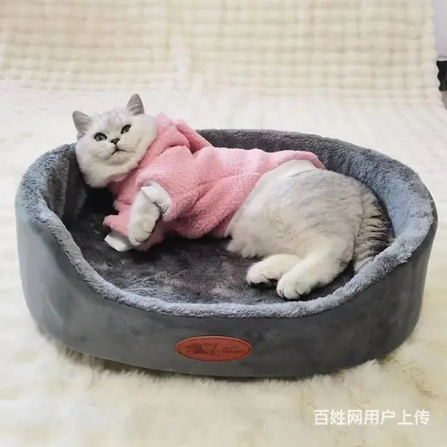 徐州宠物窝哪家好 - 图片 6