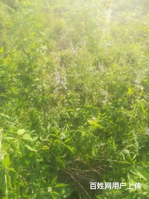 荒山转让大约两千多亩 - 图片 5