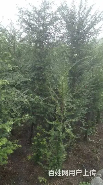 红豆杉低价急出售,高2~3米多，树型美，价钱优惠！ - 图片 10