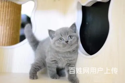 哪里有英短蓝猫卖的 蓝猫多钱一只 - 图片 7