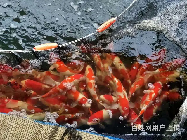 苏州渔匠鲤苑拉网上新鱼 - 图片 8