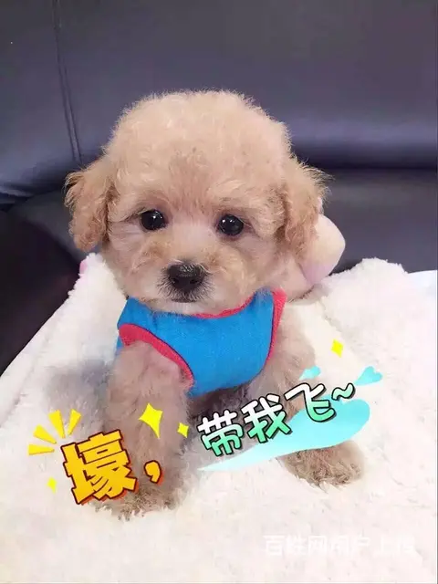 沭阳买泰迪去哪家店靠谱泰迪市场价多少钱 - 图片