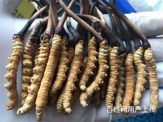 上街回收各种规格冬虫夏草/茅台酒当前价格 - 图片 1