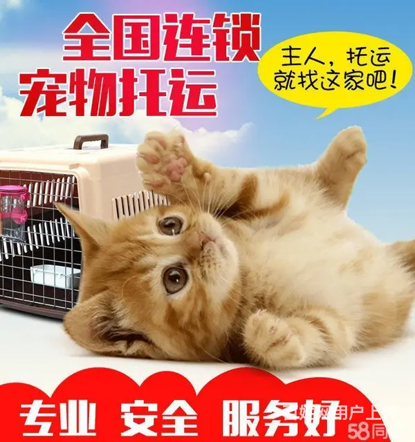 常州到重庆宠物托运 空运 全国宠物托运（代办证件） - 图片 1