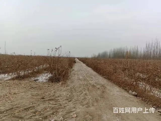 B个人一库尔楚土地对外出售 - 图片 5