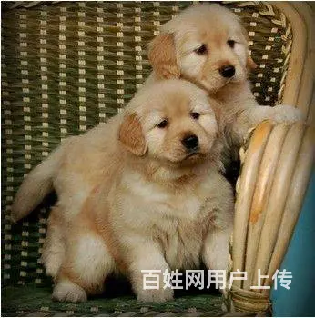 赛级品质/金毛宝宝/狗场直销/纯种健康签订协议 - 图片 6