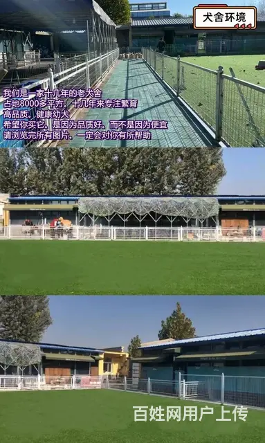 600一只丨品种齐全丨犬舍繁育丨包健康丨包纯种 - 图片 3