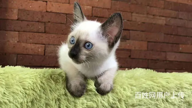 哪里有暹罗猫卖的 纯种健康 暹罗猫有什么习惯 - 图片 8