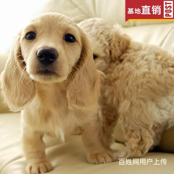 衡阳【十年老店】常年繁殖优质血统腊肠犬幼犬 - 图片 1