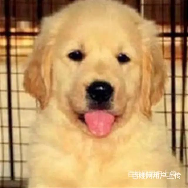 宿迁靠谱金毛犬舍金毛在养户手里价格 - 图片 8
