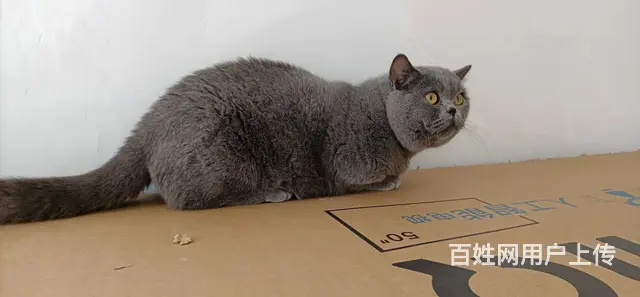 免费领养，短腿蓝猫公领养了，喜欢可以来家里看猫， - 图片 1