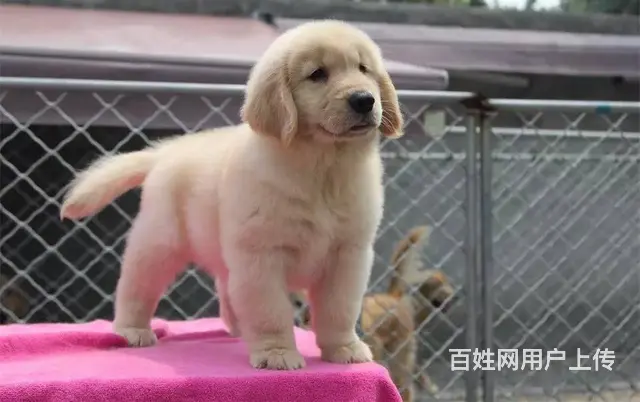 金毛犬 金毛犬舍 保纯保健康-专业繁育金毛犬 - 图片 8