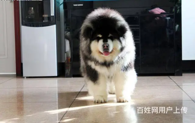 巨型 红色 黑色 阿拉斯加雪橇犬犬舍诚信出售 - 图片 8