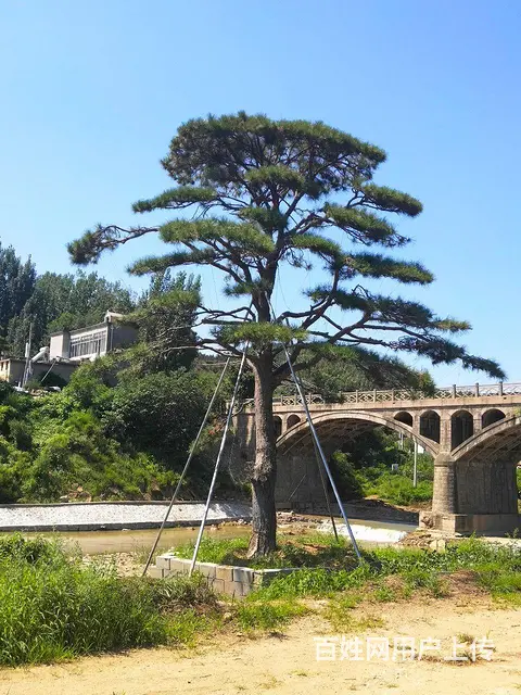 造型油松  造型松  景观松 - 图片 4