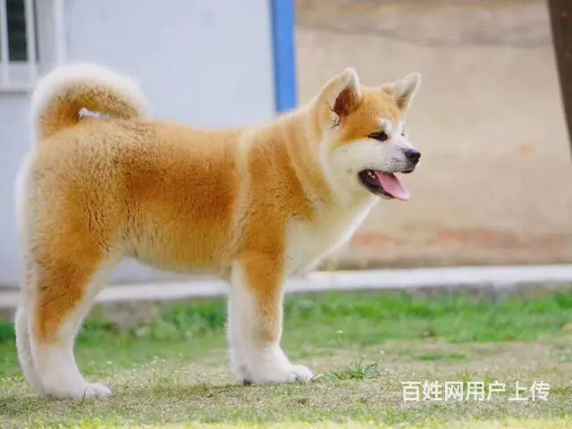 日系秋田，美系秋田。秋田犬繁殖。秋田多少钱 - 图片 1