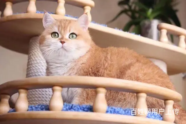 湖州本地层哪里出售渐层猫 渐层猫多少钱 - 图片 8