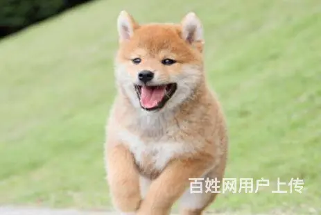 日本柴犬出售 冠军品质 赛级血统 签协议 - 图片 4