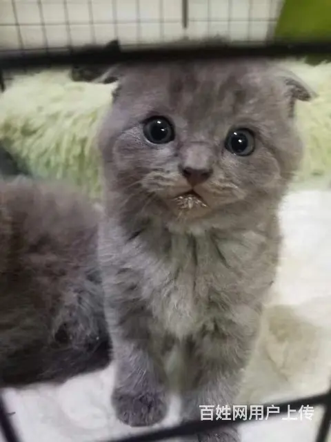 自家养蓝猫蓝白 - 图片 8