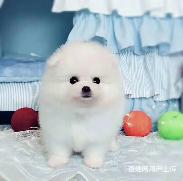 纯种博美幼犬 纯种哈多利博美 纯种球体博美 保健康 - 图片 3
