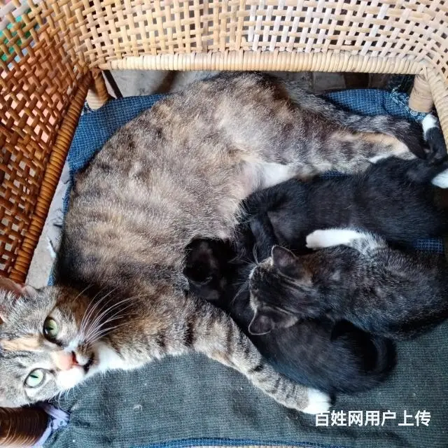 【搞定了！】喜欢猫咪人领养！ - 图片 1