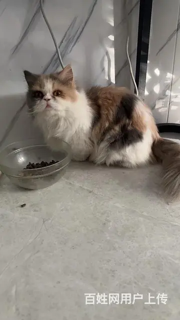 免费领养猫咪 - 图片 3