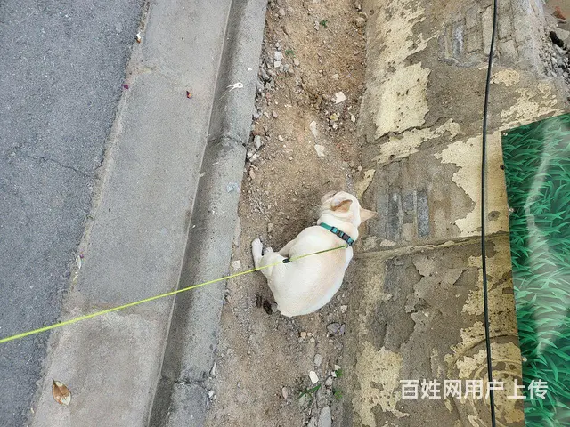 搬家，低价转让纯种法斗 - 图片