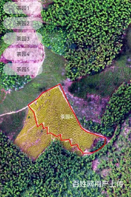 小戴白茶源自安吉白茶核心产区 - 图片 4