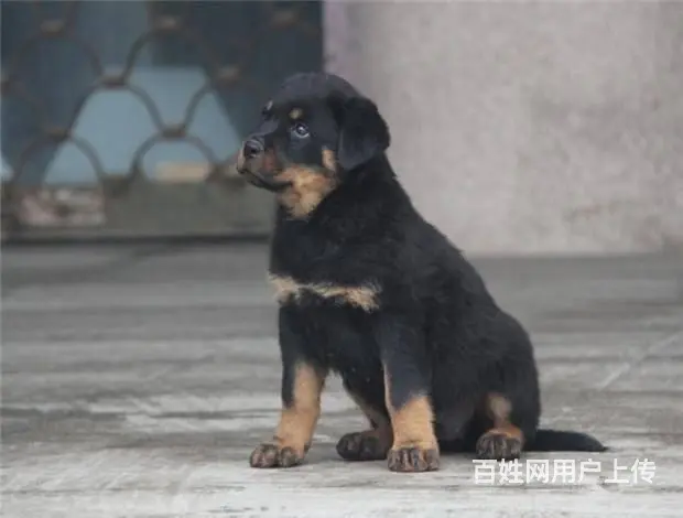 罗威纳幼犬 罗威纳价格 罗威纳怎么卖 - 图片 5