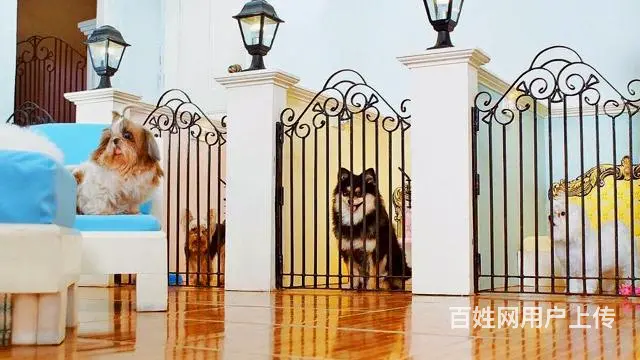 连锁学校训犬有保障，创造训犬训狗客户满意度 - 图片 11