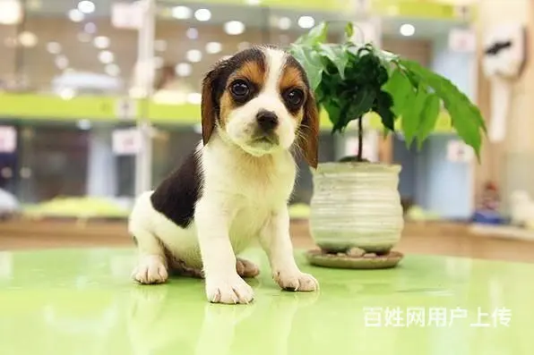 广州买狗首选推荐 正规犬舍 纯种比格犬多只待售 - 图片 11