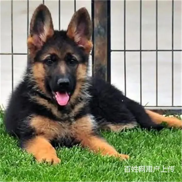 吕梁请问去哪买德牧狗狗靠谱?大家的德牧是怎么买到的 - 图片 6