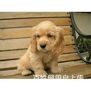 纯种健康的可卡宝宝寻找有缘人 - 图片 2