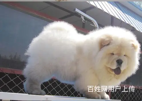 临汾宠物店卖松狮，松狮幼犬一只多少钱 - 图片 11