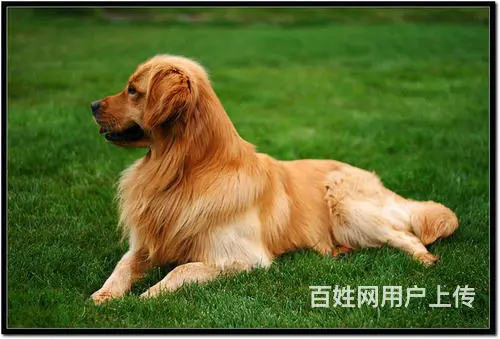 吕梁比熊哪里有卖,比熊幼犬哪里有卖 - 图片 1