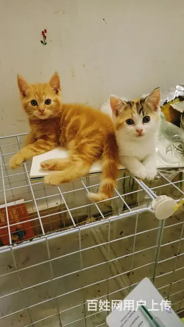 混血布偶小奶猫找新家 - 图片 4