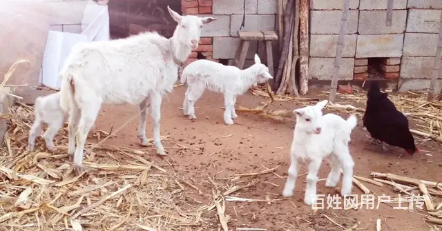 出售家庭饲养纯绿色公羊，肉肥绿色健康，详情 - 图片 9