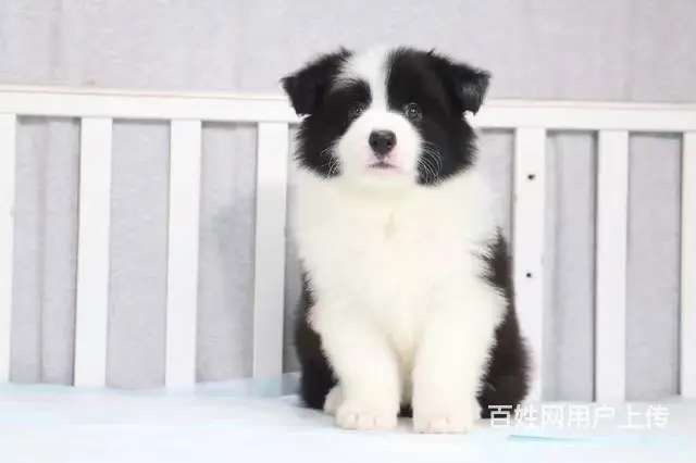 纯种边境牧羊犬 多只可选 质保一年健康 - 图片 3
