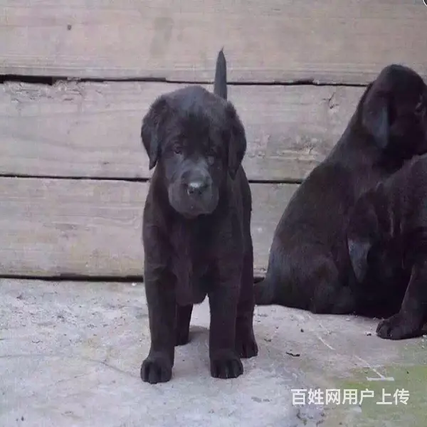 拉布拉多幼犬出售，纯种拉布拉多，自己繁殖纯种保证 - 图片 3