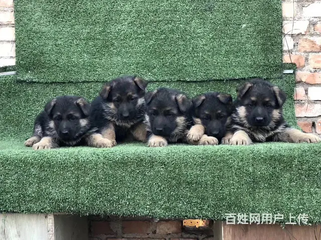 吕梁好的德牧哪里有卖，好的德牧如何挑选 - 图片 3
