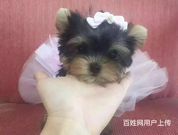 极品约克夏转让 专业繁殖金头银背约克夏梗犬幼犬 - 图片 3