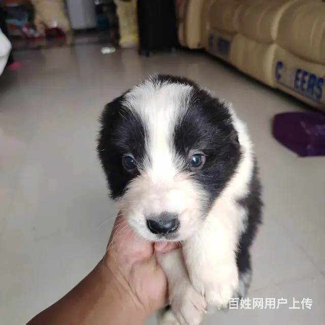 家养纯种边牧，品相佳。 - 图片 2